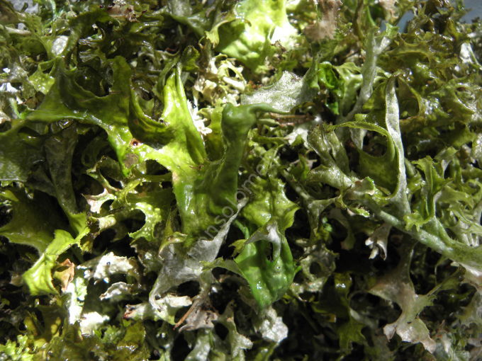 Il lichene islandico