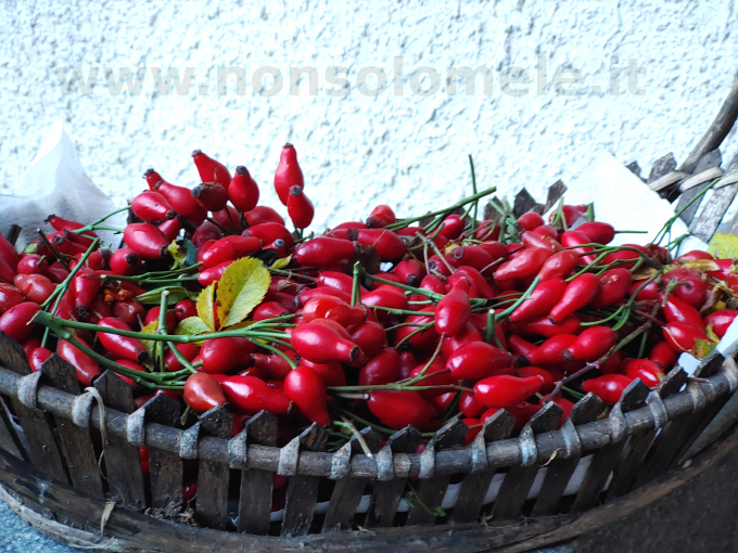 Cestino di di rosa canina