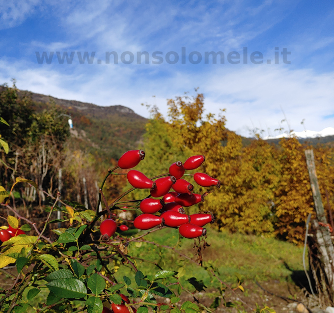 Pianta di rosa canina