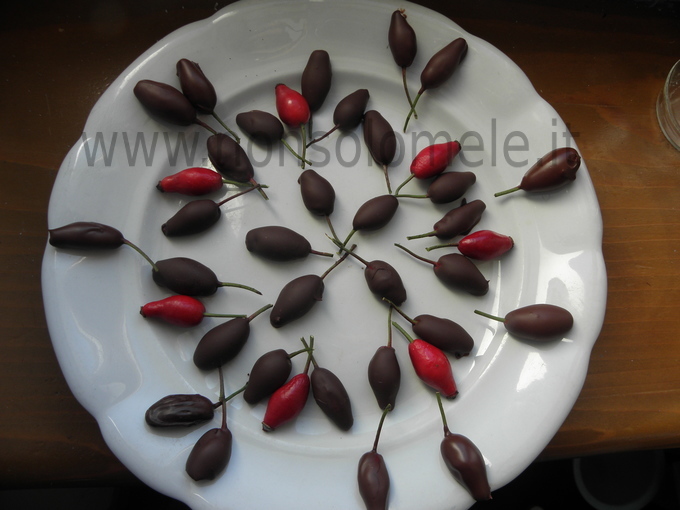 Preparazione rosa canina in cioccolato fondente